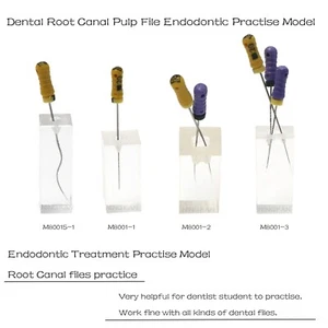 Modelo de dientes de conducto radicular transparente tipodonte dental para práctica endodoncia - Imagen 1 de 37
