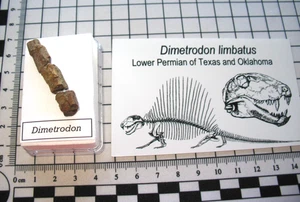 Pérmico Dimetrodon Pelycosaurio Vela Columna Fósil Texas Camas Rojas Vitrina #7 - Imagen 1 de 4