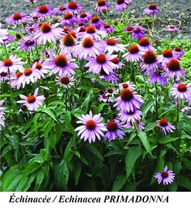 Seed Echinacea PRIMADONNA Bright PURPLE Perennial Rudbeckia Ez Coneflower Com Sh - Picture 1 of 1
