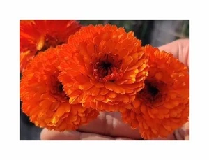 20x Ringelblume Neon Orange EKO Garten Blumen Pflanzen - Samen SV4 - Picture 1 of 6
