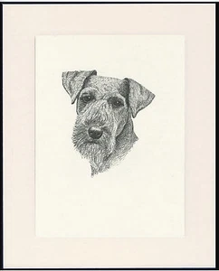 WELSH TERRIER OLD 1935 DOG HEAD STUDY PRINT BY C FRANCIS WARDLE MOUNTED - Picture 1 of 1