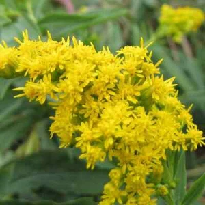 Goldenrod - Solidago Perennial Bare Root Live Garden Plant - Picture 1 of 3