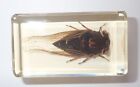 Black Cicada Cryptotympana pustulata Specimen in Amber Clear Lucite Block
