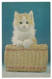 Just Waitin' For a Playmate KITTEN In  BASKET Vintage Postcard Cat Orange Stripe - Picture 1 of 2