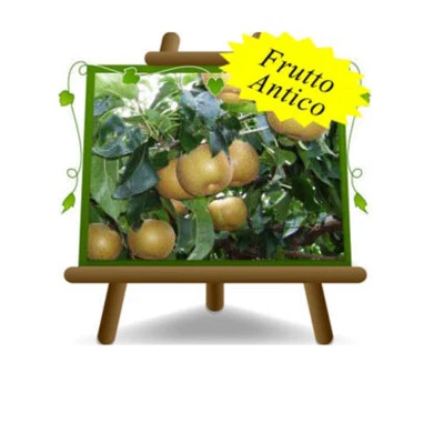 EURO PLANTS VIVAI Nashi Shinseiki Plante Fruit Antique H:170-200cm Eta ': 4 Ans Vase : 26cm