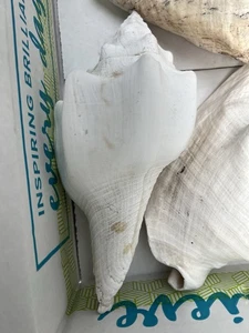 3 Muscheln - Bild 1 von 7