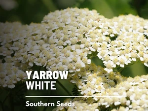 Yarrow, White - Heirloom Seeds - Medicinal Herb - Pollinator Friendly - Picture 1 of 11