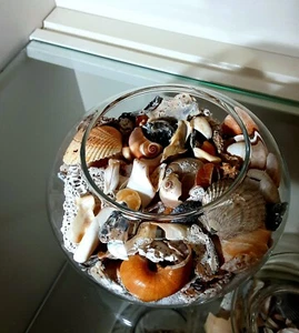 Sea Shells Mixed Lot Various Vintage Species & Sizes - Picture 1 of 12