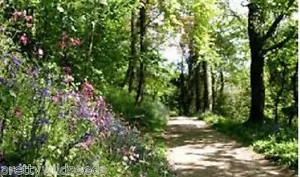 More details for meadow  wild flower seeds woodland hedgerows shade areas 10g to 1 kg bulk mix 2a