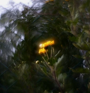 Helios 44M Lens Petzval Modification Swirly Bokeh Angel Wing M42 mount - Picture 1 of 21