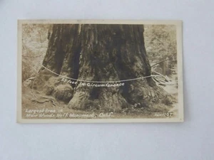Muir Woods Kalifornien CA RPPC Echtfoto größter Baum 53 Fuß im Umfang - Bild 1 von 2