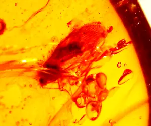 Schönes Lacewing Insekt in burmesischem Bernstein Fossil Edelstein Dinosaurierzeit - Bild 1 von 7