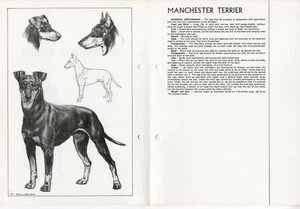 MANCHESTER TERRIER 1978 HUNDERASSE STANDARD SKIZZENDRUCK + TEXT von M DAVIDSON - Bild 1 von 2