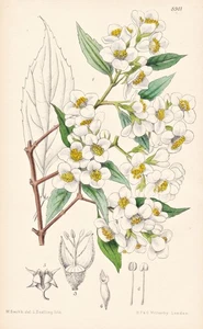 Philadelphus Sericanthus China Botany Flower Botany Lithograph Curtis 8941 - Picture 1 of 1