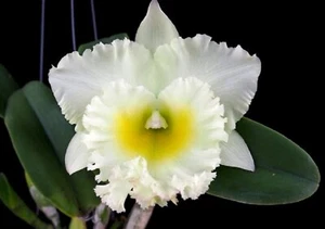 Rlc Siam  White 'The Best' Cattleya Type Orchid Plant - Picture 1 of 7