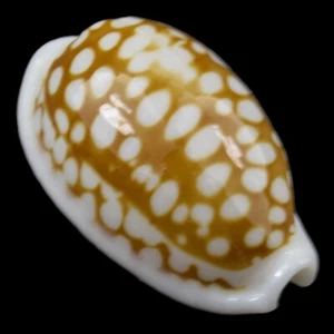 CYPRAEA (Cribrarula) CRIBRARIA (Olango Isl., Philippines) 19.3mm #33827 - Picture 1 of 4