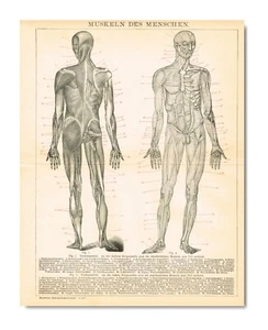 MUSKELN ANATOMIE Menschlicher Körper Antik Druck 1890 Original Lithographie 19 Jh. - Bild 1 von 6
