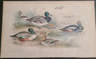 Rare Oliver Goldsmith Blackie & Son Colored Print Of Ducks 1868. Unframed.