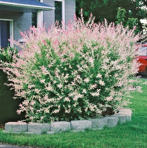 Salix Hakuro-Nishiki Flamingo Willow - XL 3Lt Large Pot - Flowering Hardy Shrub - Picture 1 of 12