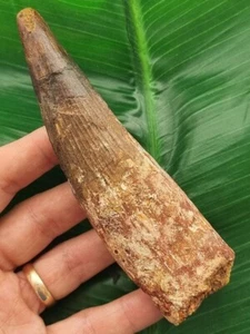 Dente scuro 12,8 cm di spinosauro - dinosauro dente fossile - Foto 1 di 8