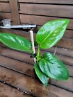 Philodendron Giganteum Fully Rooted Houseplant Aroid US Seller #3437