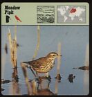 Cartes de safari Meadow Pipit rencontre oiseaux
