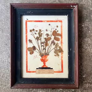 Herbier encadré d’une composition botanique 40x49cm, étude du Professeur Moroni - Foto 1 di 12