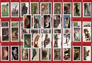 Wild Animals 1958 - Horniman & Co. - excelente JUEGO DE TARJETAS COMERCIALES DE TÉ en mangas (TP01) - Imagen 1 de 11
