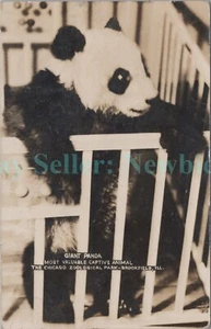 Brookfield IL - PANDA GIGANTE EN EL ZOOLÓGICO DE CHICAGO - RPPC Postal - Imagen 1 de 2