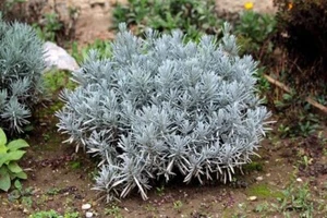 SL 518T Lavendel Tatifolia Duftlavendel Seeds Samen Stück 50 - Bild 1 von 1