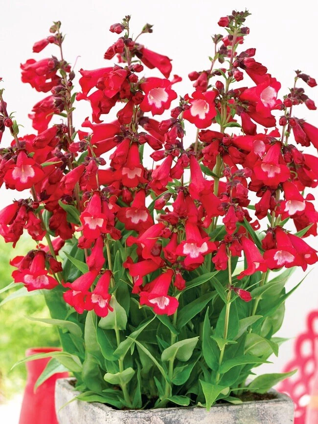 Lengua de barba perenne colibrí rojo Penstemon Eatons 250 semillas sin OGM Foto 1 de 4