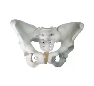 Modelo de pelvis femenina adulta - Imagen 1 de 5
