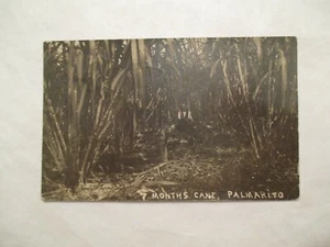 RPPC 7 months Cane Palmarito real photo Postcard - Picture 1 of 2