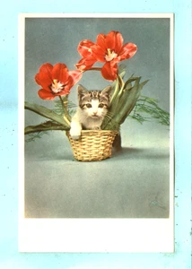 Vintage, Photo of a friendly looking Kitty in a Basket of Orchids... - Bild 1 von 2
