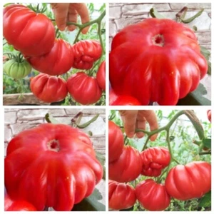 Томат Минусинский шарпей семена Tomate Seeds Samen - Picture 1 of 1