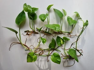 Indoor Plants Houseplants 11 Cuttings Pothos Devil's Ivy Epipremnum Money Plant - Picture 1 of 24