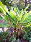 5  Seeds -Musa Velutina Exotic Tropical Banana . Big Leaves