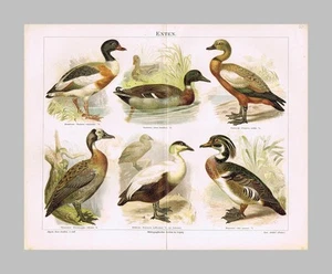 1887: ENTEN: 1 Original-Bildtafel mit Original-Lexikontext von 1887 - Bild 1 von 1