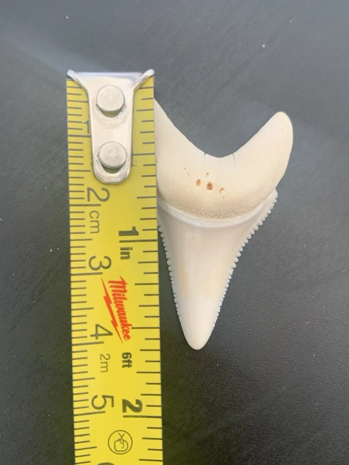 Diente de tiburón GW muy raro blanco clase perfecta A++ Foto 1 de 3