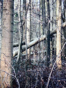 Gerhard Richter - Wald, 2008 - Picture 1 of 5