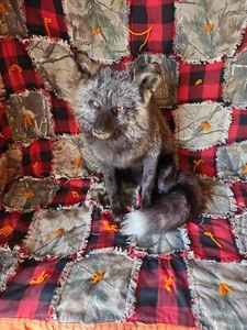 Stunning Real Cross FOX Mount Taxidermy Brand New - Picture 1 of 4