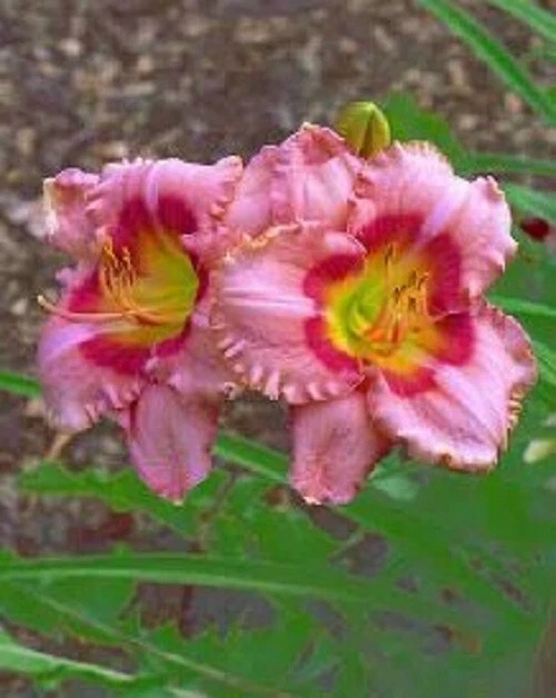 FANCIFUL CANDY Daylilies 3 fãs Retornar e multiplicar anualmente World's Finest - Imagem 1 de 1