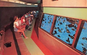Silver Springs Inside Aquarium People at Aquatorium Florida Vintage Postcard - Picture 1 of 2