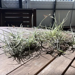 8 Subtropical Air Plants Mixed Sizes of Individual Everything In Picture* Cute - Picture 1 of 24