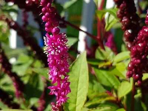 10 semi Phytolacca Laka Boom, semi esotici - Foto 1 di 5