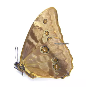 Unmounted Butterfly/Morphidae - Morpho aurora halo, FEMALE, RARE, A2 - Picture 1 of 1