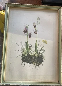 Paar Botanische Drucke 30er Jahre - Bild 1 von 2