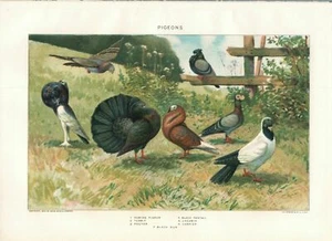 1916 New Intl Encyclopedia Page - Pigeons - Bild 1 von 1