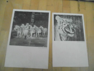 34115 2x AK Zirkus SARRASANI Zebras Tiger Heinz Schmitter wasserwellig - Bild 1 von 2