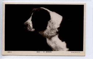 (Gd1293) RPPC, Beautiful ST BERNARD Dog Study 1909 - Picture 1 of 4